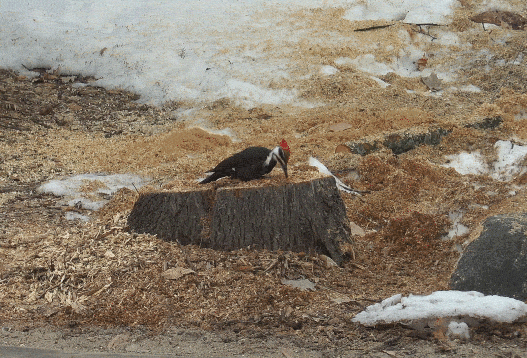 ParentsVisit_20190527_017